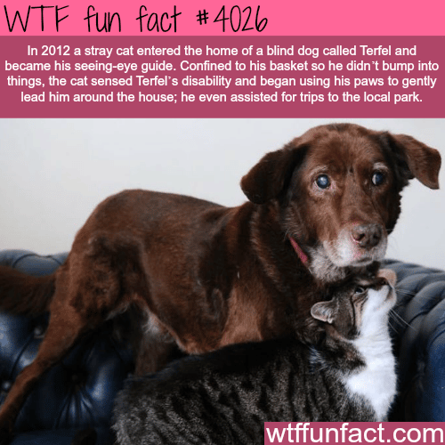 Stray cat becomes the assistant of a blind dog - WTF fun facts