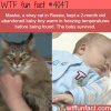 stray cat helps a baby boy survive in freezing