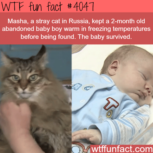 Stray cat helps a baby boy survive in freezing temperatures - WTF fun facts