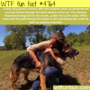 stray dog saves the life of women wtf fun facts
