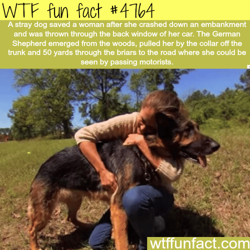 Stray dog saves the life of women - WTF fun facts