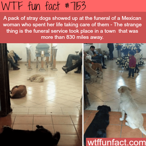 Stray dogs show up to a funeral of a woman that cared of them - WTF Fun Fact