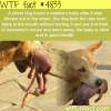 street dog saves the life of a newborn baby wtf
