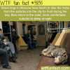 street dogs in moscow know how to take the train