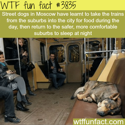Street dogs in Moscow know how to take the train - WTF fun facts 