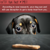 study finds that dogs will use deception wtf fun