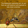 suicide ants wtf fun fact