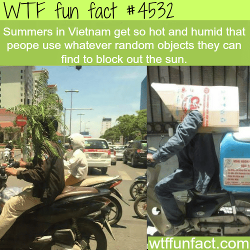 Summers in Vietnam -   WTF fun facts