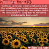 sunflowers can clean radioactive waste