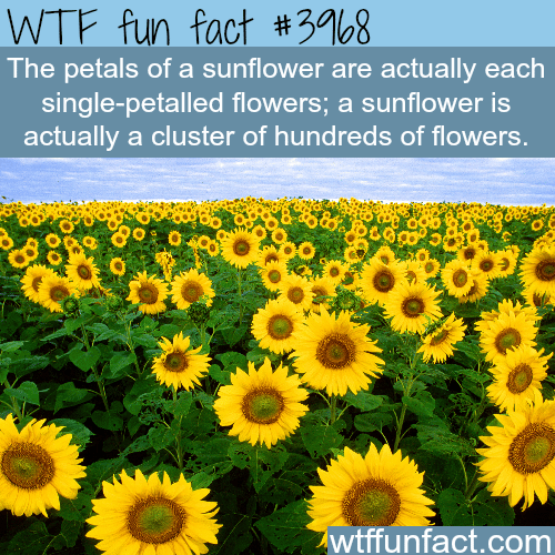 Did You Know Facts About Sunflowers