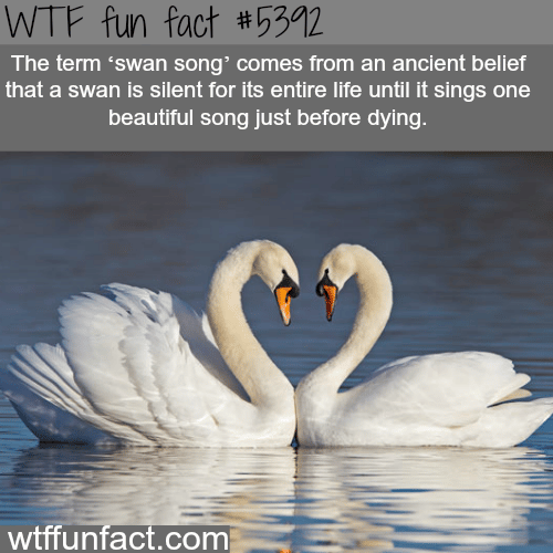 Swan song - WTF fun facts
