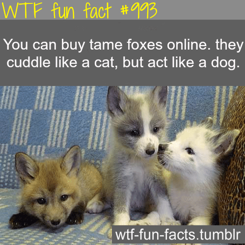 tame fox