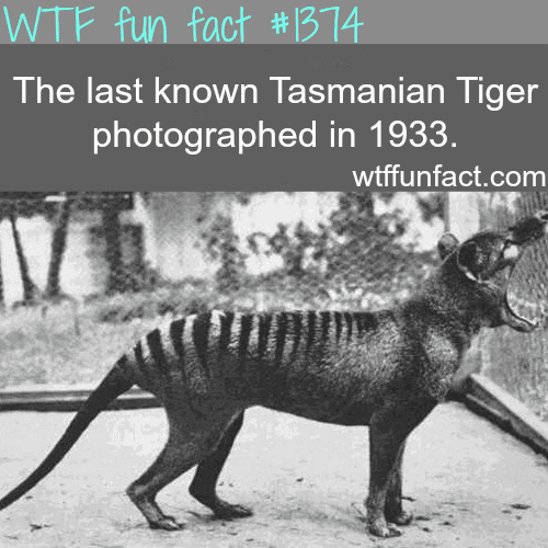 Tasmanian tiger pictures - animals fact 