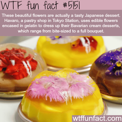 Tasty Japanese dessert that look like flowers - WTF fun facts