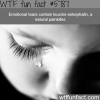 tears can act as a painkiller wtf fun facts