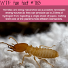 termites wtf fun fact