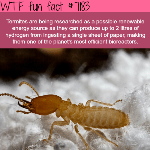 Termites - WTF Fun Fact