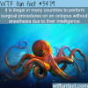 testing on an octopus