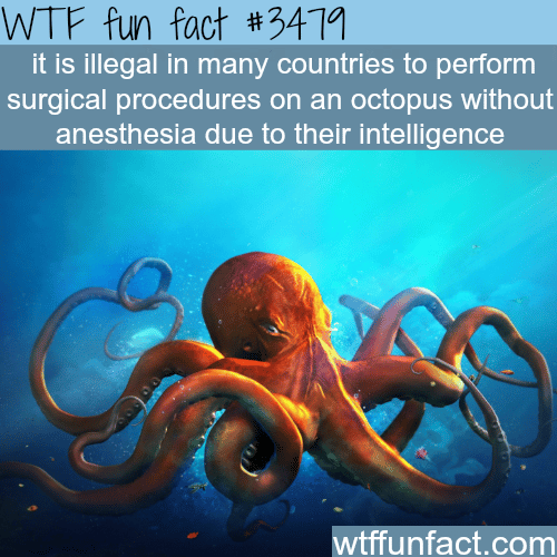 Testing on an octopus -  WTF fun facts