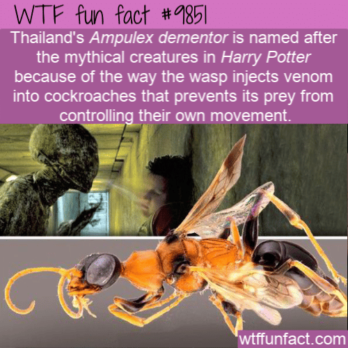 Thailand’s Ampulex dementor is named after the mythical creatures in Harry Potter because of the way the wasp injects venom into cockroaches that prevents its prey from controlling their own movement.