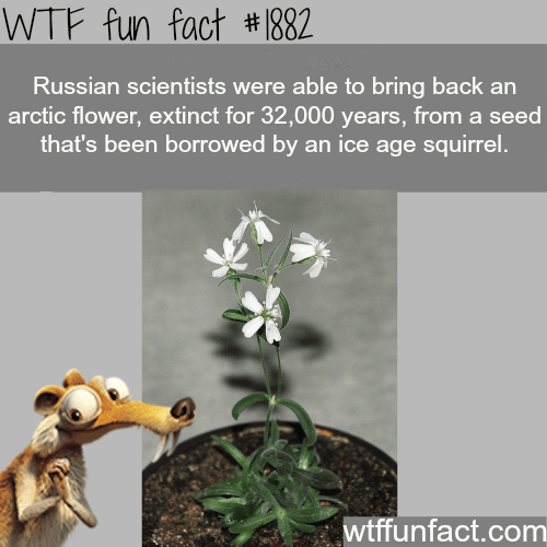Thank you Scrat - WTF fun facts