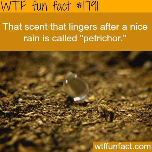 That scent that lingers after rain - WTF fun facts