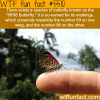 the 8998 butterfly wtf fun facts