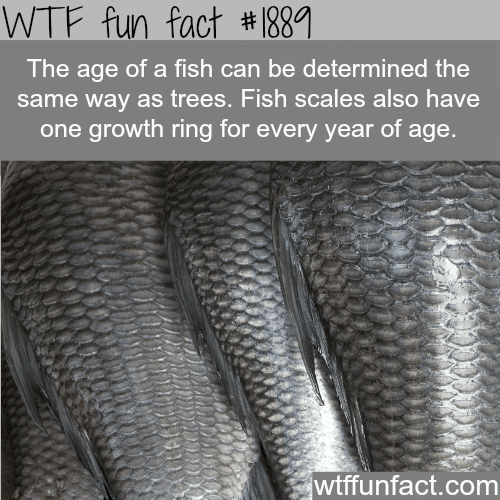 How to determine the age of a fish -  WTF fun facts