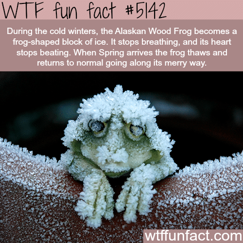 The Alaskan Wood Frog can still live after weeks of being frozen - WTF fun facts
