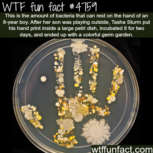 The amount of bacteria on a kids hand - WTF fun facts