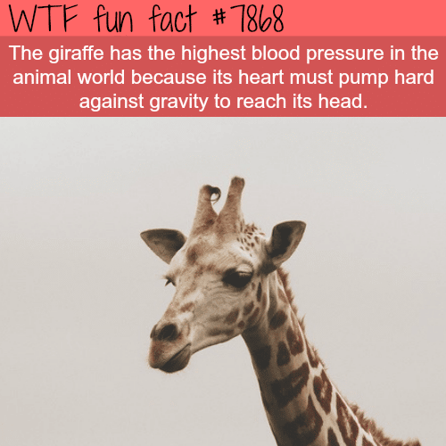 The animal with highest blood pressure - WTF fun facts 