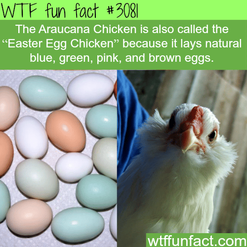 The Araucana Chicken -  WTF fun facts