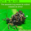 the assassin bug wears it s victims