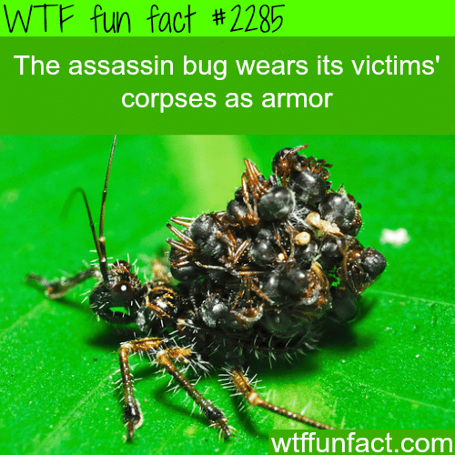 The Assassin Bug wears it’s victims - WTF fun facts