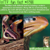 the atlas moth wtf fun facts