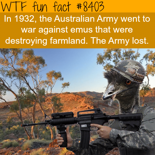The Australian army fought a war against the emus and lost - WTF fun facts