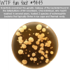 the bacteria in a bellybutton wtf fun fact