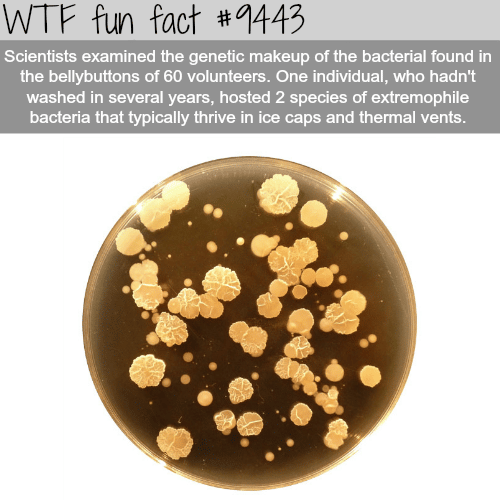 The bacteria in a bellybutton - WTF fun fact
