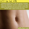 the bacteria in your bellybutton