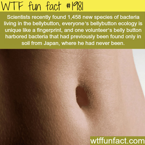 The Bacteria in your bellybutton - WTF fun facts