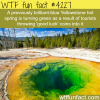 the beautiful blue yellowstone hot spring is turning