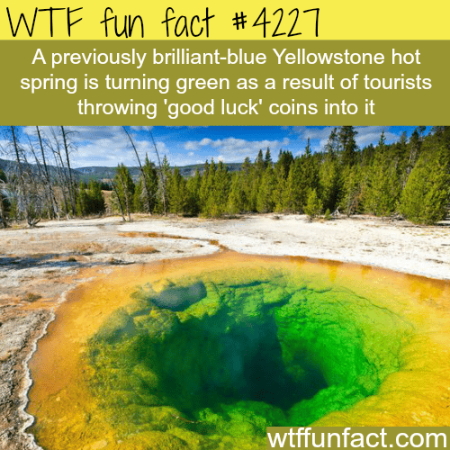 The beautiful blue Yellowstone hot spring is turning green -  WTF fun facts