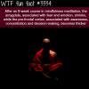 the benefit of meditation wtf fun facts