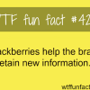 the benefits of blackberries