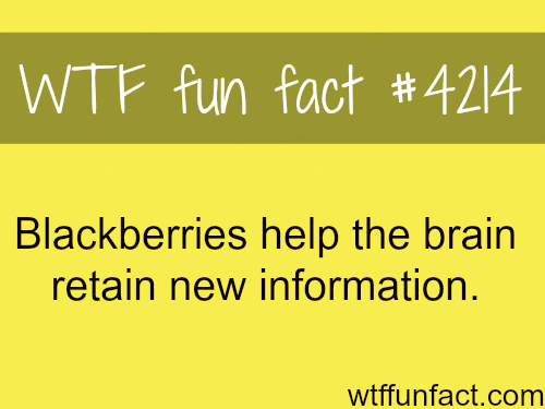 The benefits of blackberries -  WTF fun facts
