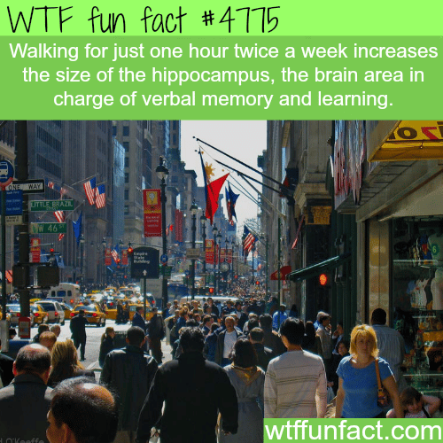 The benefits of walking - WTF fun facts