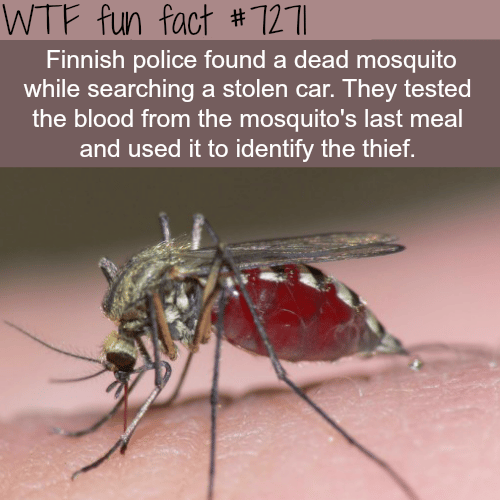The best detectives in the world - WTF fun fact