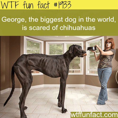 The biggest dog in the world - WTF fun facts