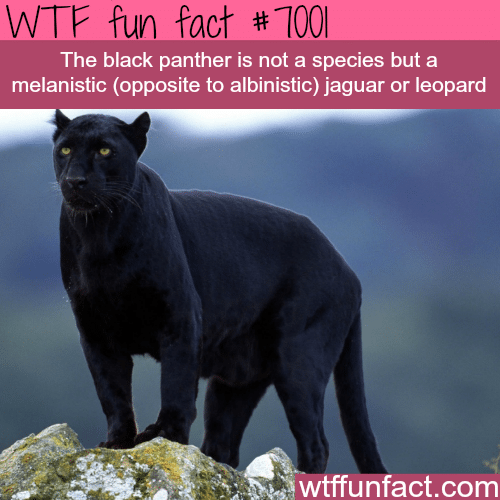 The Black Panther - WTF fun facts 
