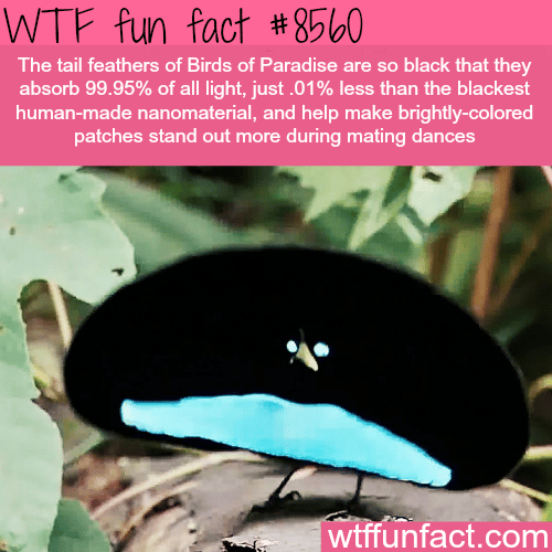 The blackest materials on earth - WTF fun facts